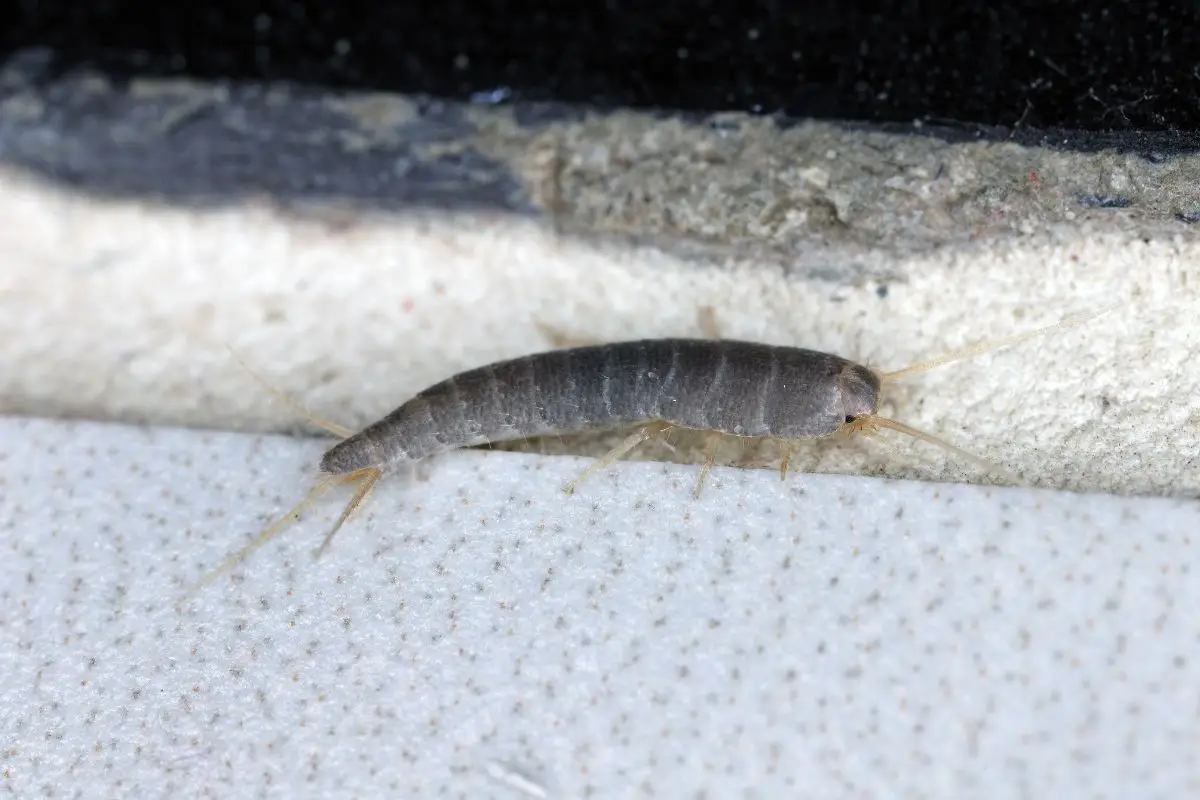 Come eliminare definitivamente i pesciolini d’argento dagli angoli della casa Come eliminare definitivamente i pesciolini d’argento dagli angoli della casa