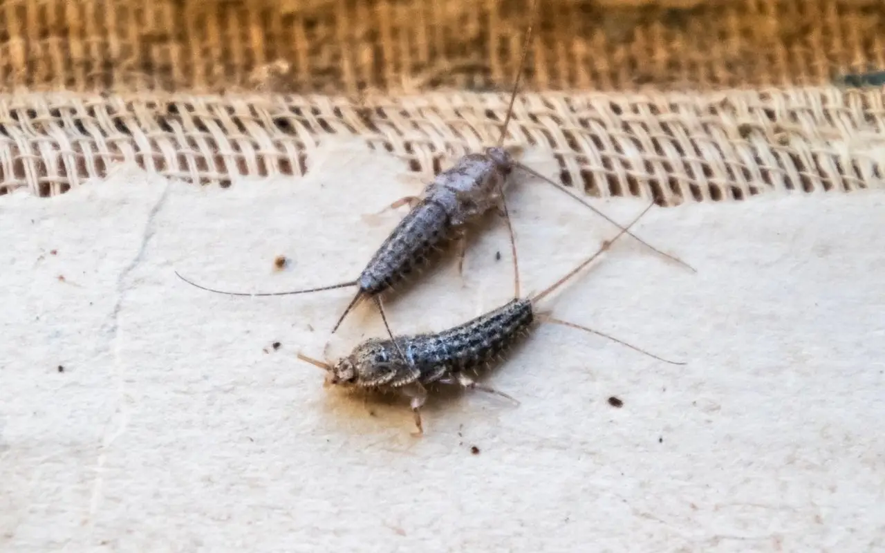 Come eliminare definitivamente i pesciolini d’argento dagli angoli della casa Come eliminare definitivamente i pesciolini d’argento dagli angoli della casa