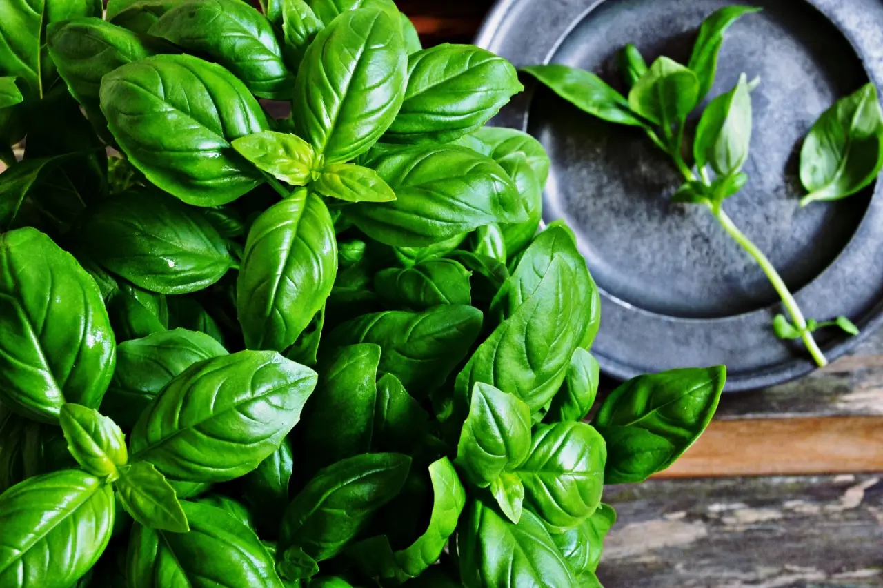 Basilico rigoglioso tutto l’anno: le regole d’oro dei giardinieri Basilico rigoglioso tutto l’anno: le regole d’oro dei giardinieri