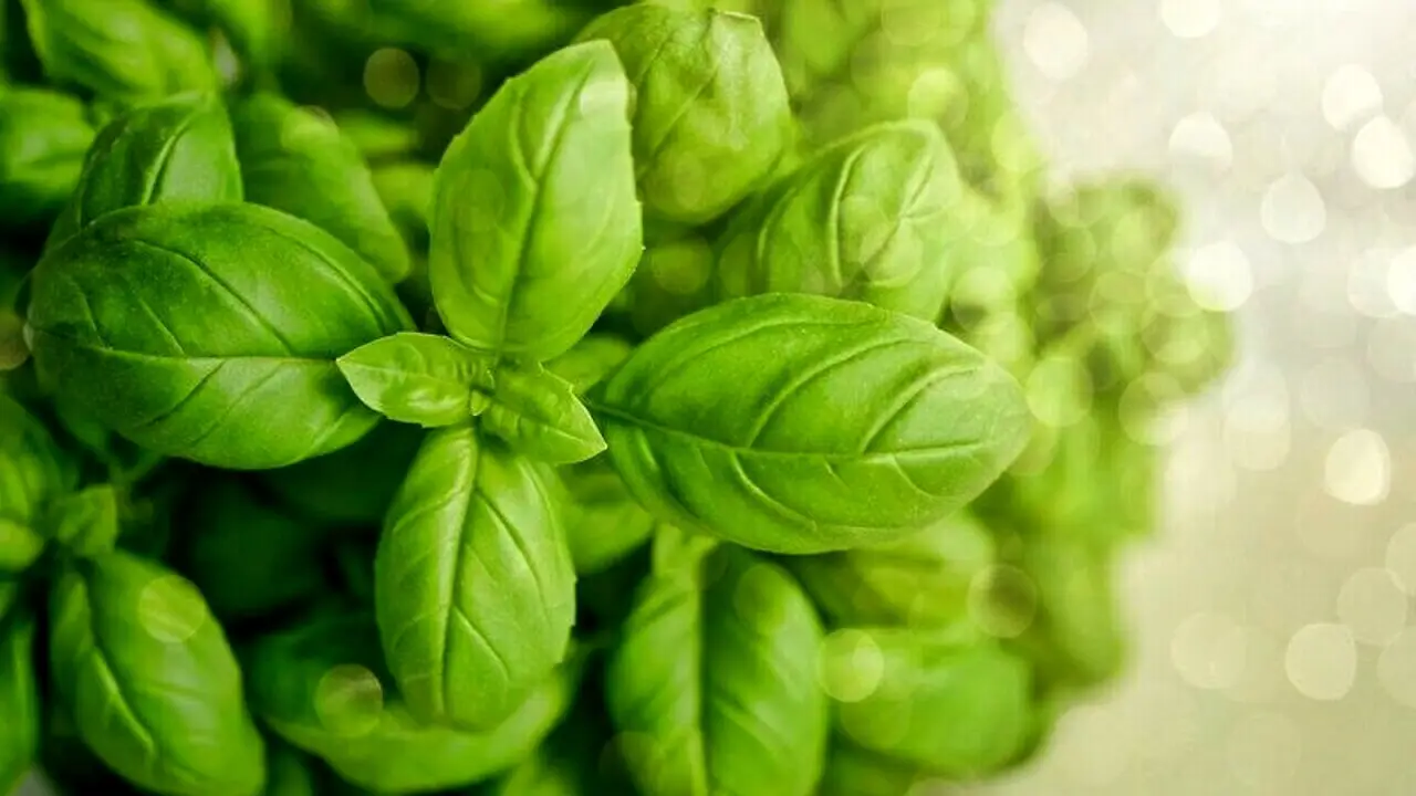 Basilico rigoglioso tutto l’anno: le regole d’oro dei giardinieri Basilico rigoglioso tutto l’anno: le regole d’oro dei giardinieri