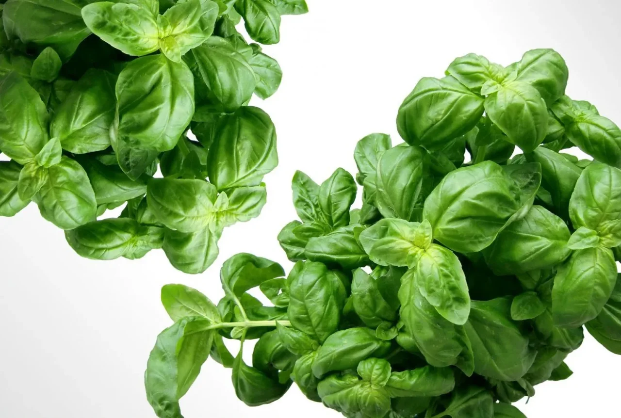 Basilico rigoglioso tutto l’anno: le regole d’oro dei giardinieri Basilico rigoglioso tutto l’anno: le regole d’oro dei giardinieri