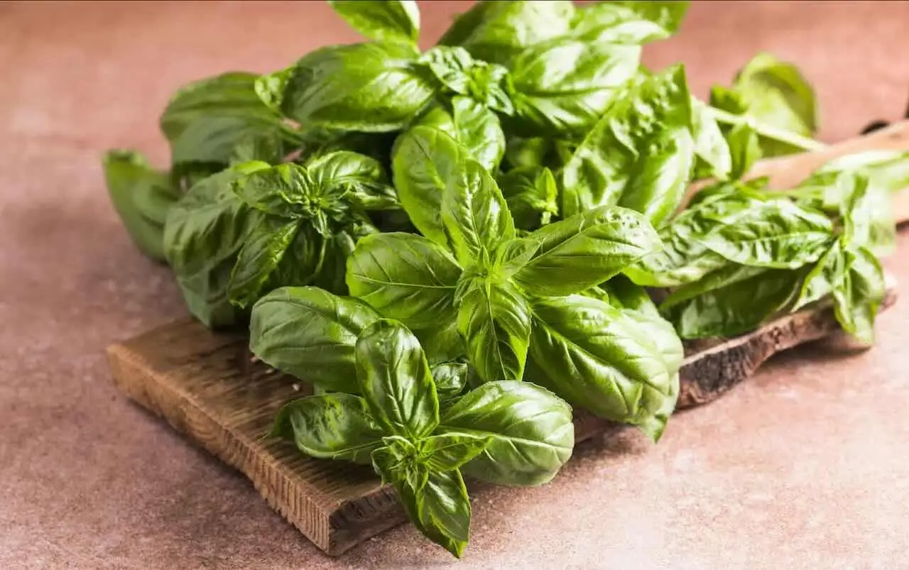 Basilico rigoglioso tutto l’anno: le regole d’oro dei giardinieri Basilico rigoglioso tutto l’anno: le regole d’oro dei giardinieri