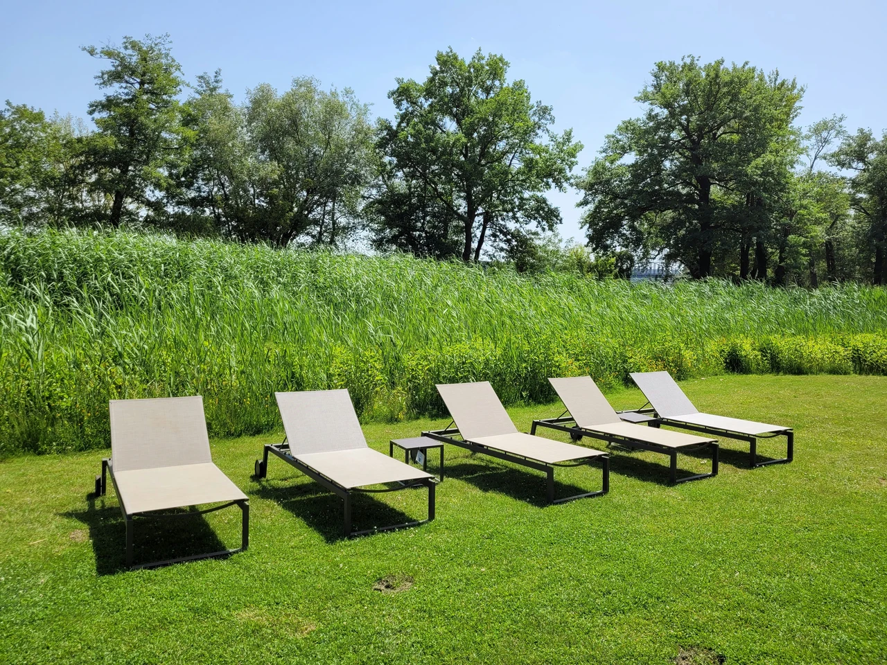 Come tenere lontani i serpenti dal giardino in modo naturale Come tenere lontani i serpenti dal giardino in modo naturale