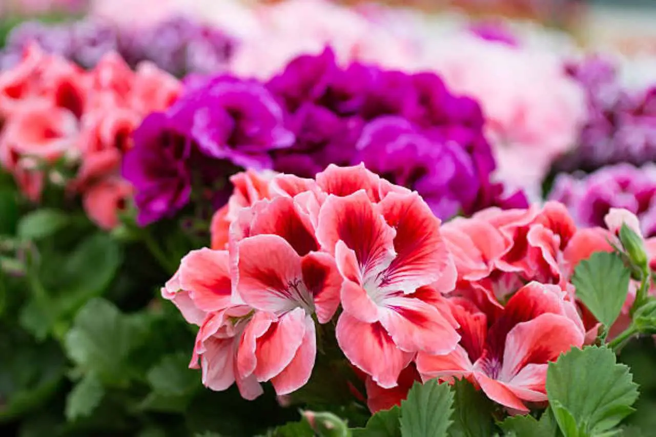 Il segreto per avere gerani in fiore per tutta l’estate Il segreto per avere gerani in fiore per tutta l’estate