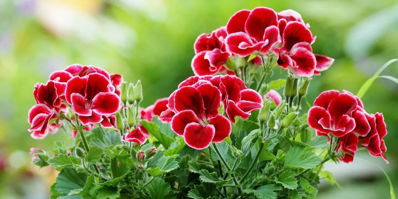 Il segreto per avere gerani in fiore per tutta l’estate Il segreto per avere gerani in fiore per tutta l’estate