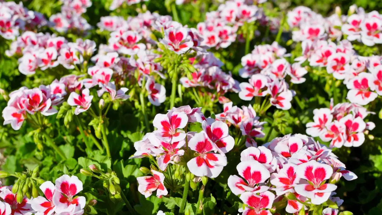 Il segreto per avere gerani in fiore per tutta l’estate Il segreto per avere gerani in fiore per tutta l’estate