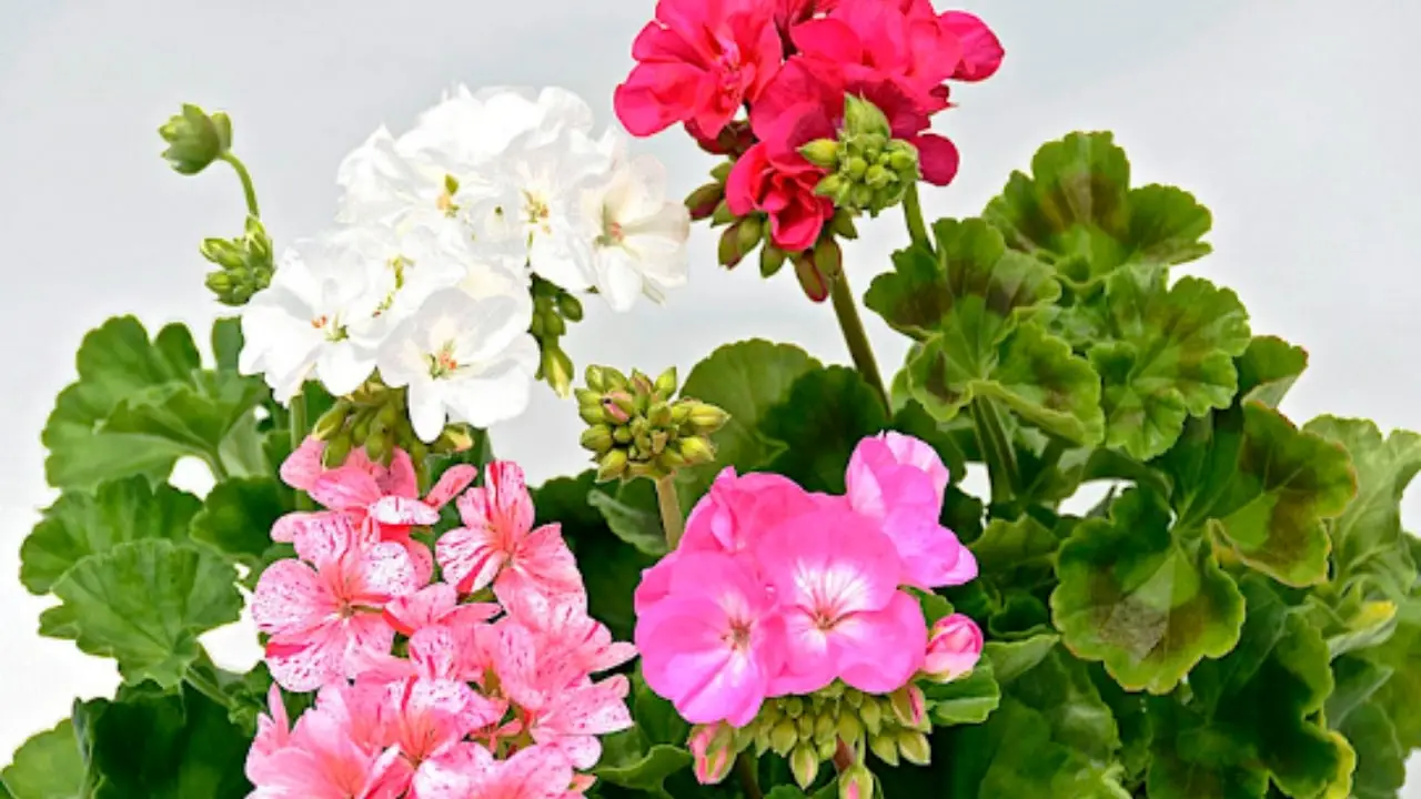 Il segreto per avere gerani in fiore per tutta l’estate Il segreto per avere gerani in fiore per tutta l’estate