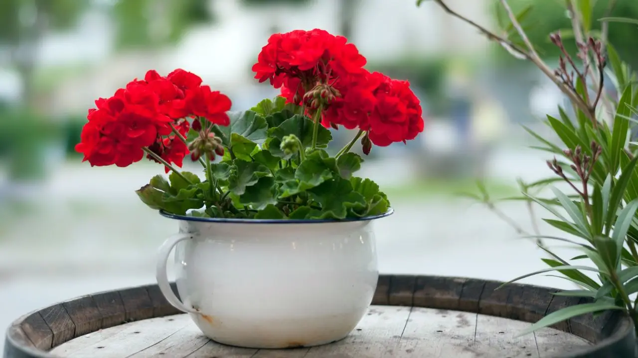 Il segreto per avere gerani in fiore per tutta l’estate Il segreto per avere gerani in fiore per tutta l’estate