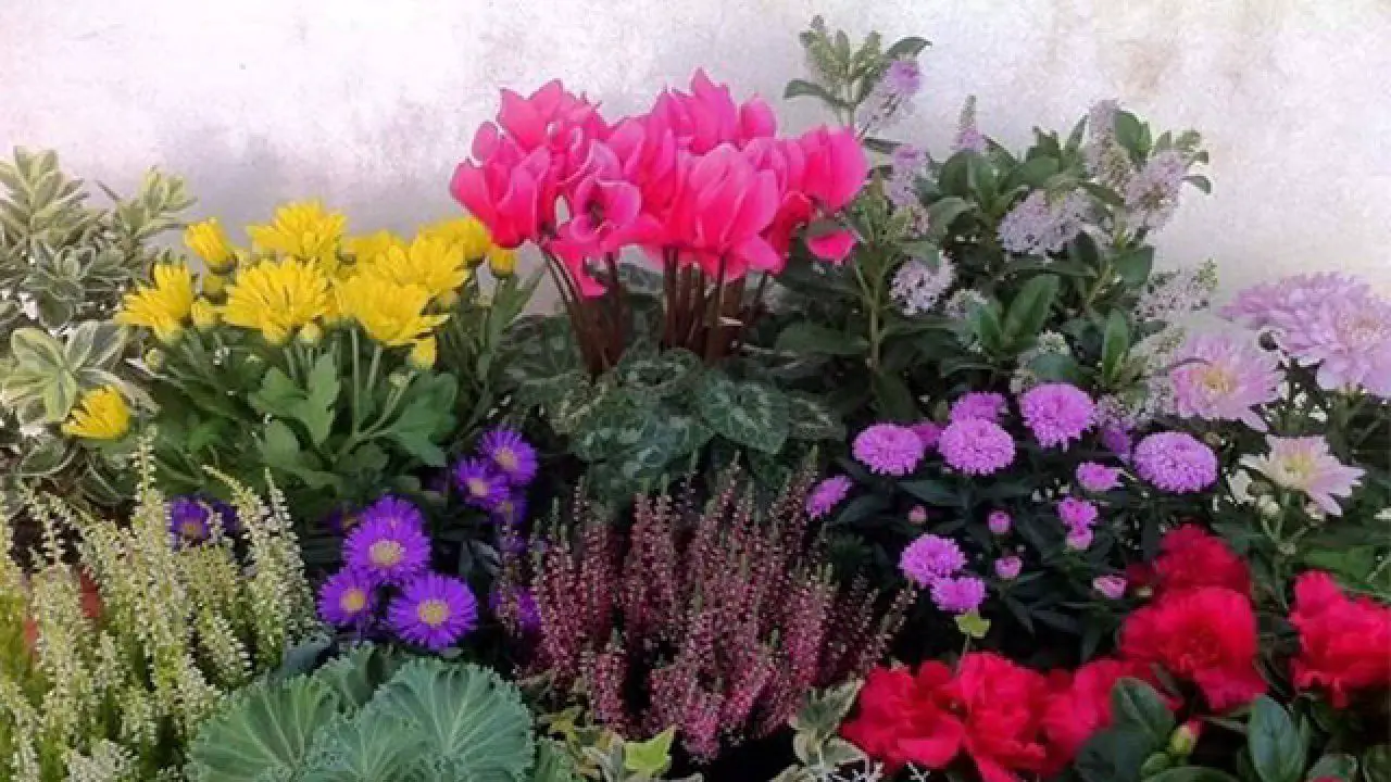 Le piante perenni che richiedono poca manutenzione e fioriscono sempre Le piante perenni che richiedono poca manutenzione e fioriscono sempre