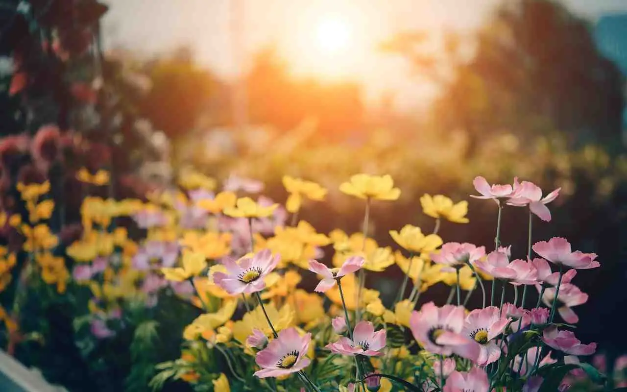 Le piante perenni che richiedono poca manutenzione e fioriscono sempre Le piante perenni che richiedono poca manutenzione e fioriscono sempre
