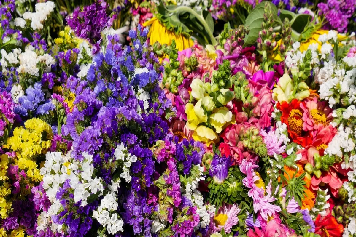 Le piante perenni che richiedono poca manutenzione e fioriscono sempre Le piante perenni che richiedono poca manutenzione e fioriscono sempre