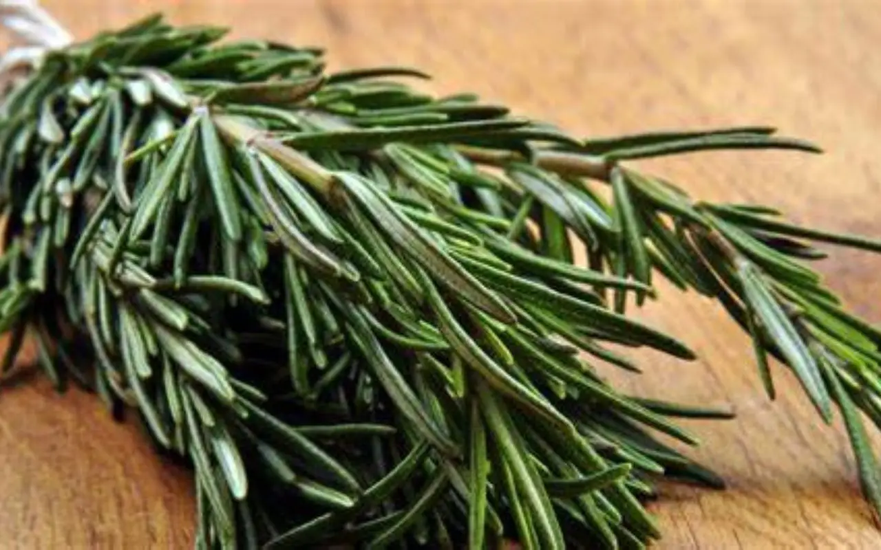 Rosmarino e aromatiche: come coltivarli insieme senza errori Rosmarino e aromatiche: come coltivarli insieme senza errori