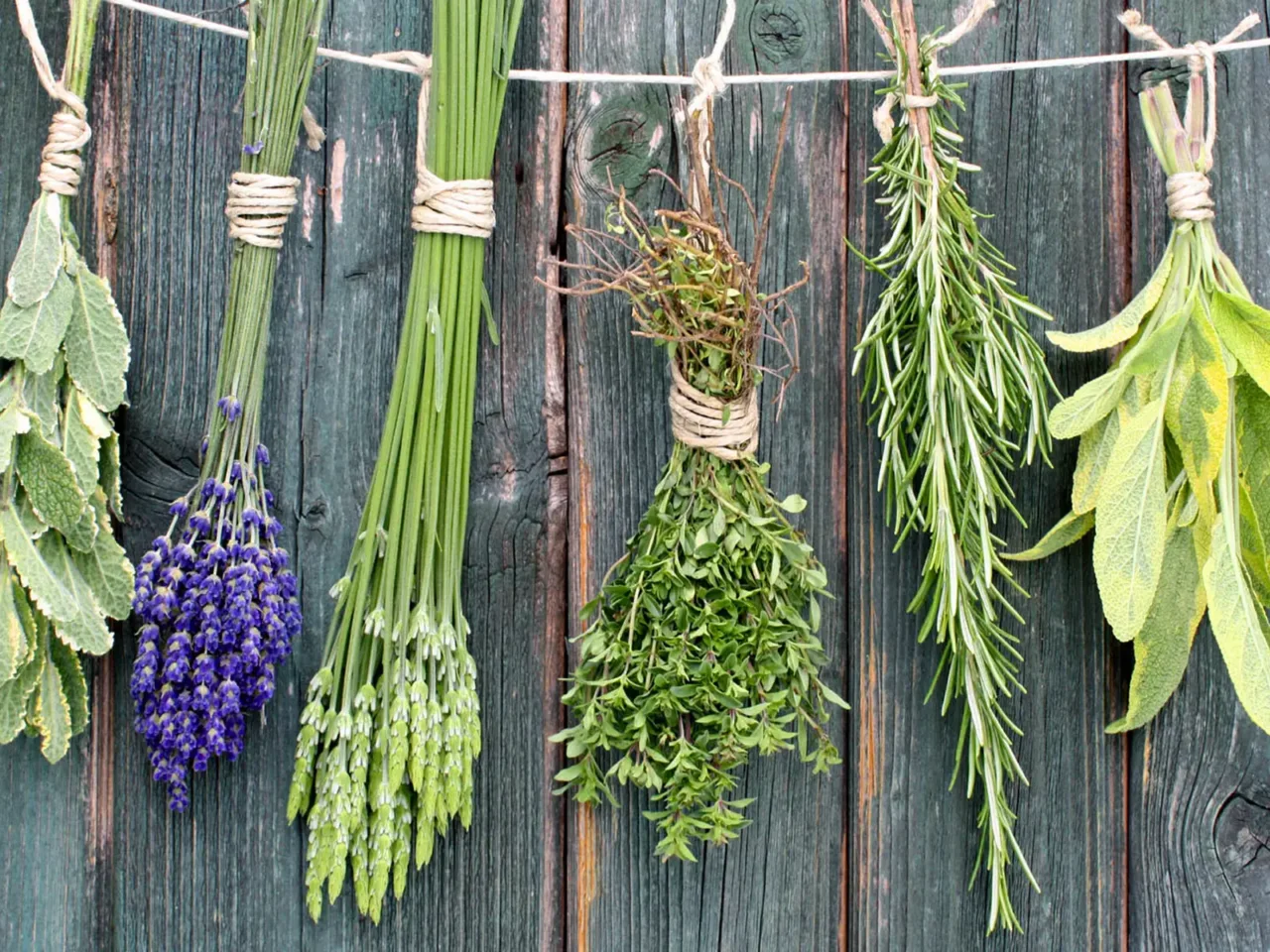 Rosmarino e aromatiche: come coltivarli insieme senza errori Rosmarino e aromatiche: come coltivarli insieme senza errori