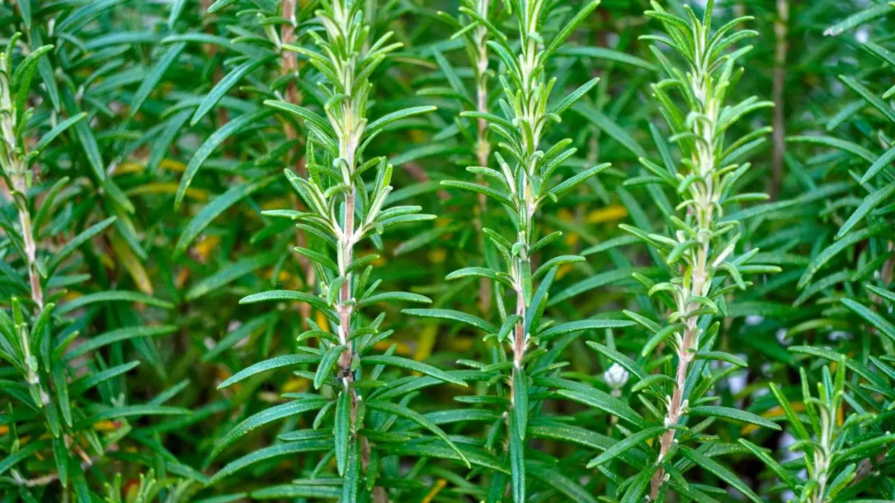 Rosmarino e aromatiche: come coltivarli insieme senza errori Rosmarino e aromatiche: come coltivarli insieme senza errori