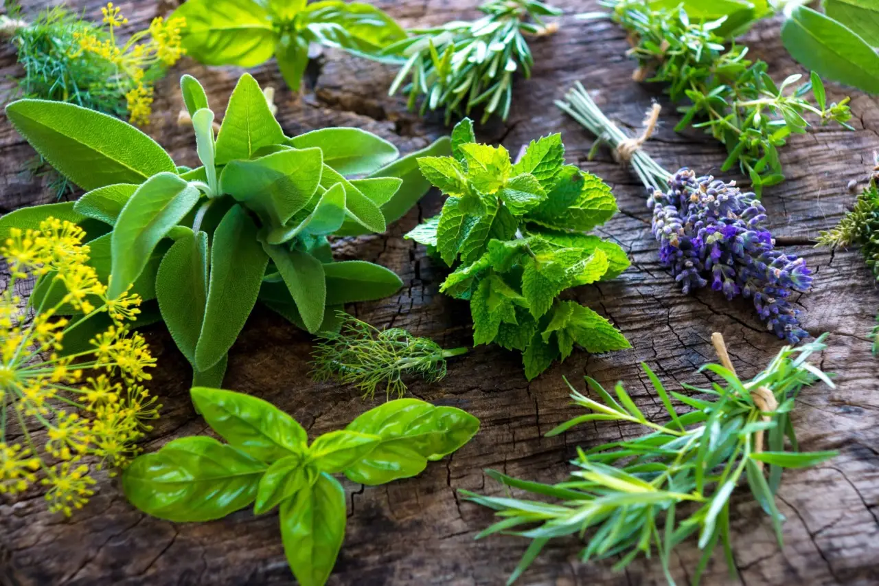 Rosmarino e aromatiche: come coltivarli insieme senza errori Rosmarino e aromatiche: come coltivarli insieme senza errori