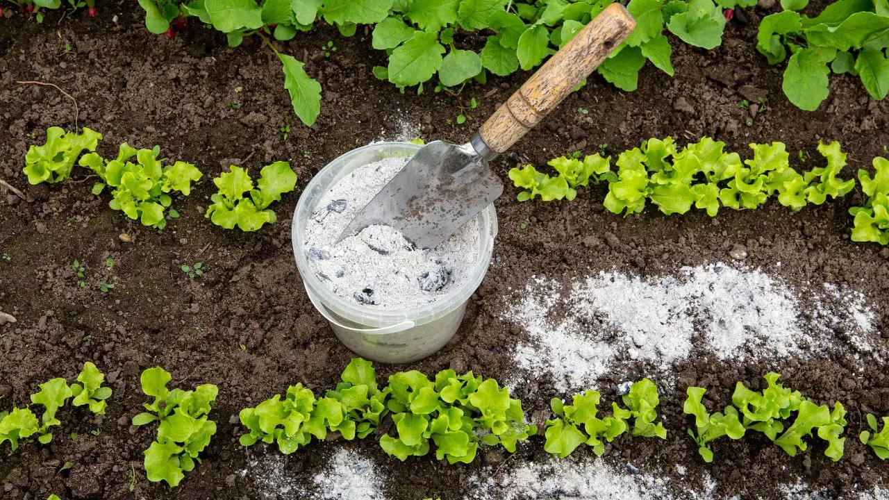 Il trucco del bicarbonato per un orto sano e senza parassiti Il trucco del bicarbonato per un orto sano e senza parassiti