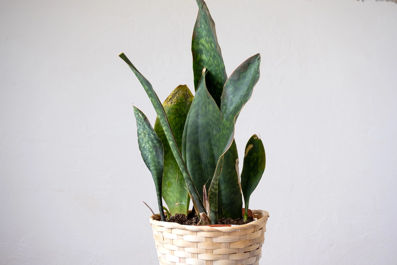 Come scegliere il punto ideale per piantare la sansevieria in casa Come scegliere il punto ideale per piantare la sansevieria in casa