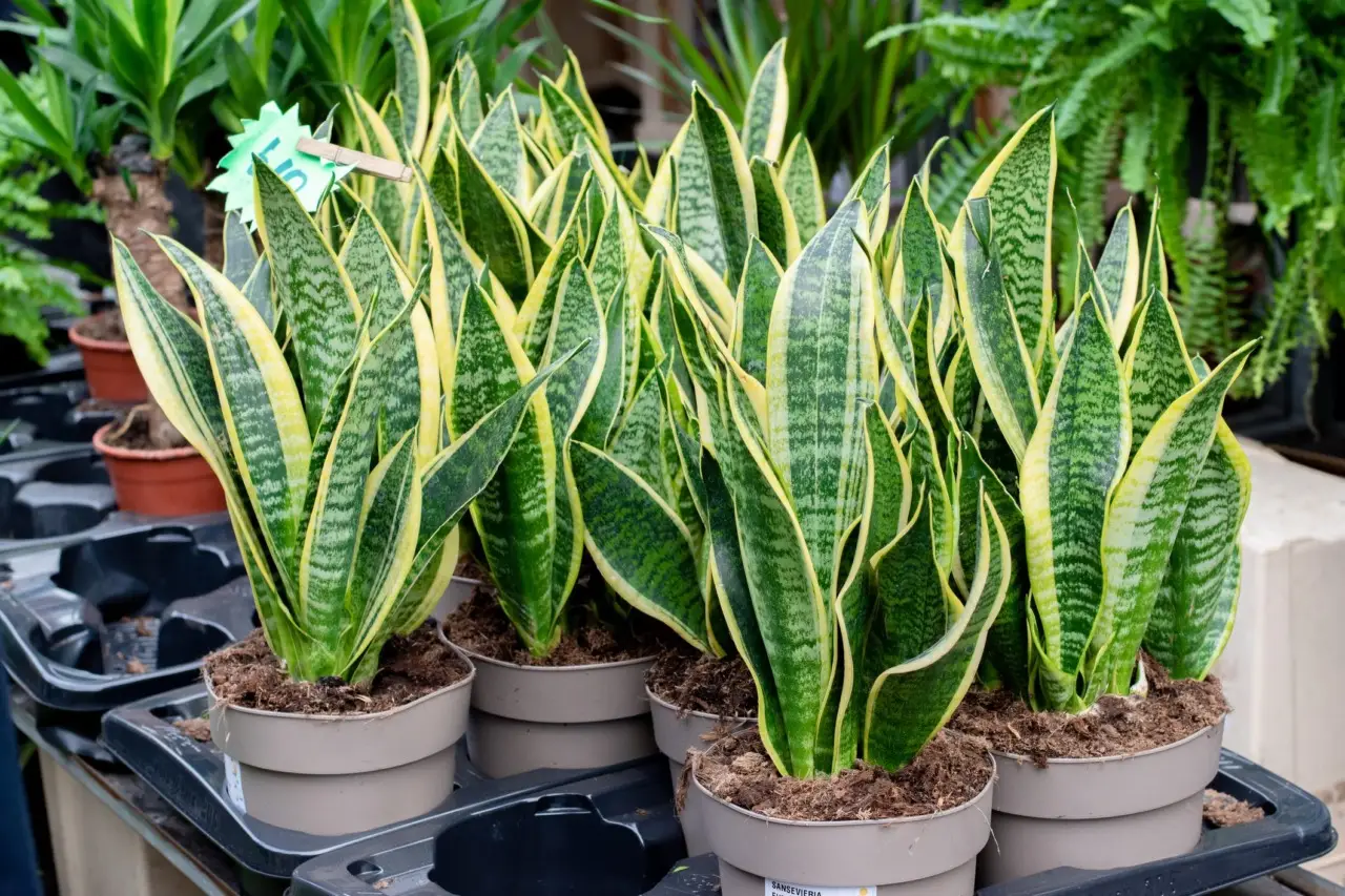 Come scegliere il punto ideale per piantare la sansevieria in casa Come scegliere il punto ideale per piantare la sansevieria in casa
