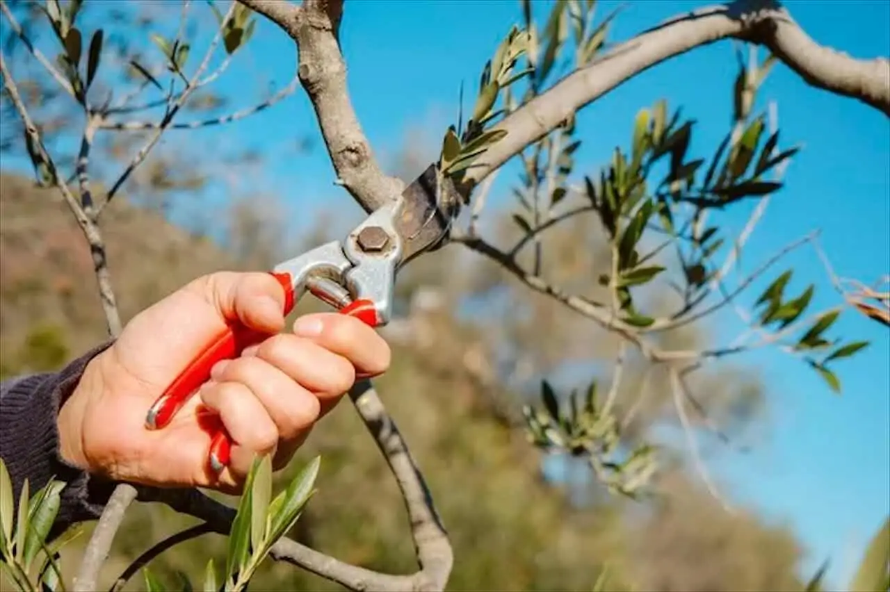 Quando potare l’ulivo per avere una raccolta abbondante Quando potare l’ulivo per avere una raccolta abbondante