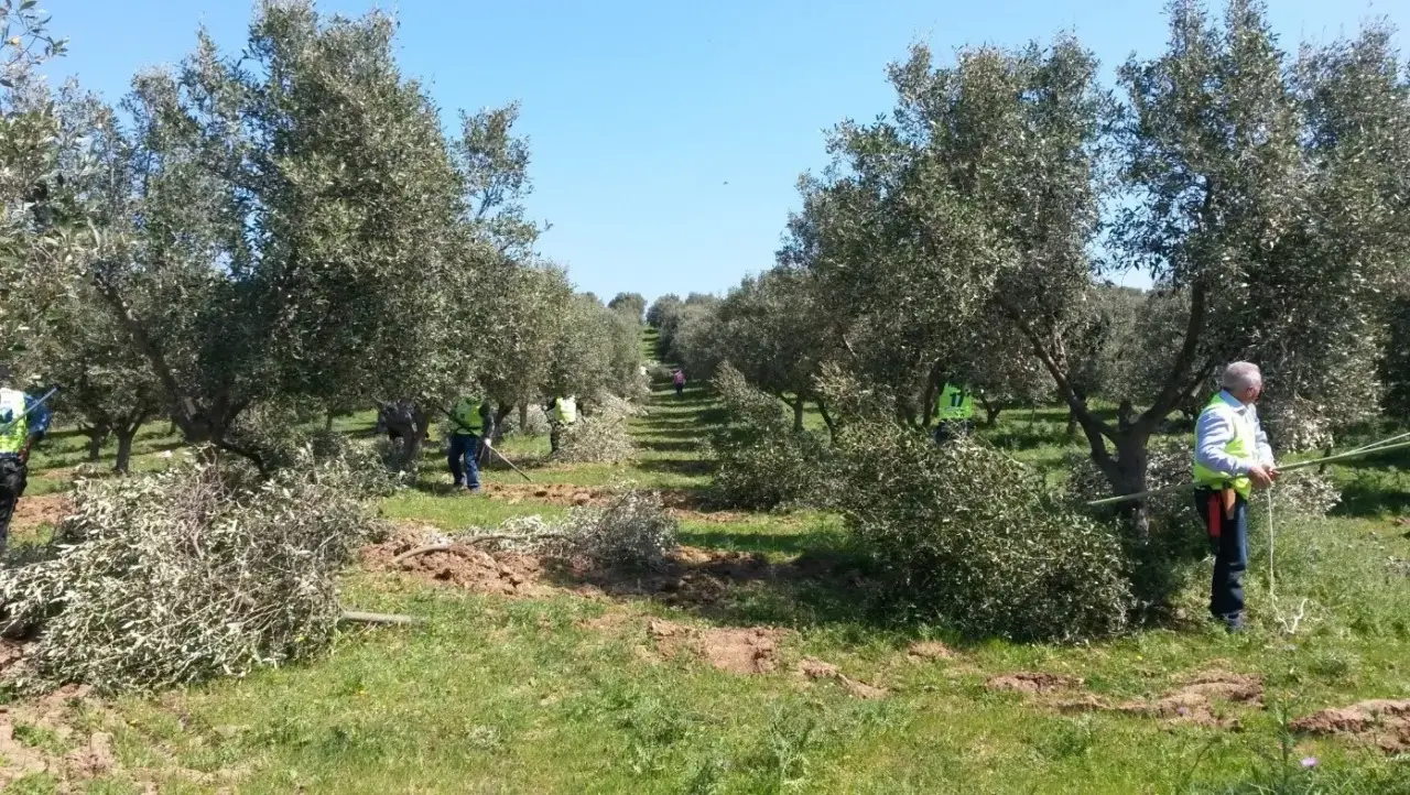 Quando potare l’ulivo per avere una raccolta abbondante Quando potare l’ulivo per avere una raccolta abbondante