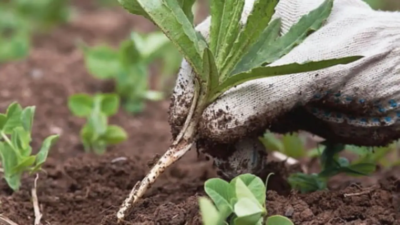 Come proteggere le radici dal caldo intenso di giugno: il metodo degli agronomi per vasi sani Come proteggere le radici dal caldo intenso di giugno: il metodo degli agronomi per vasi sani