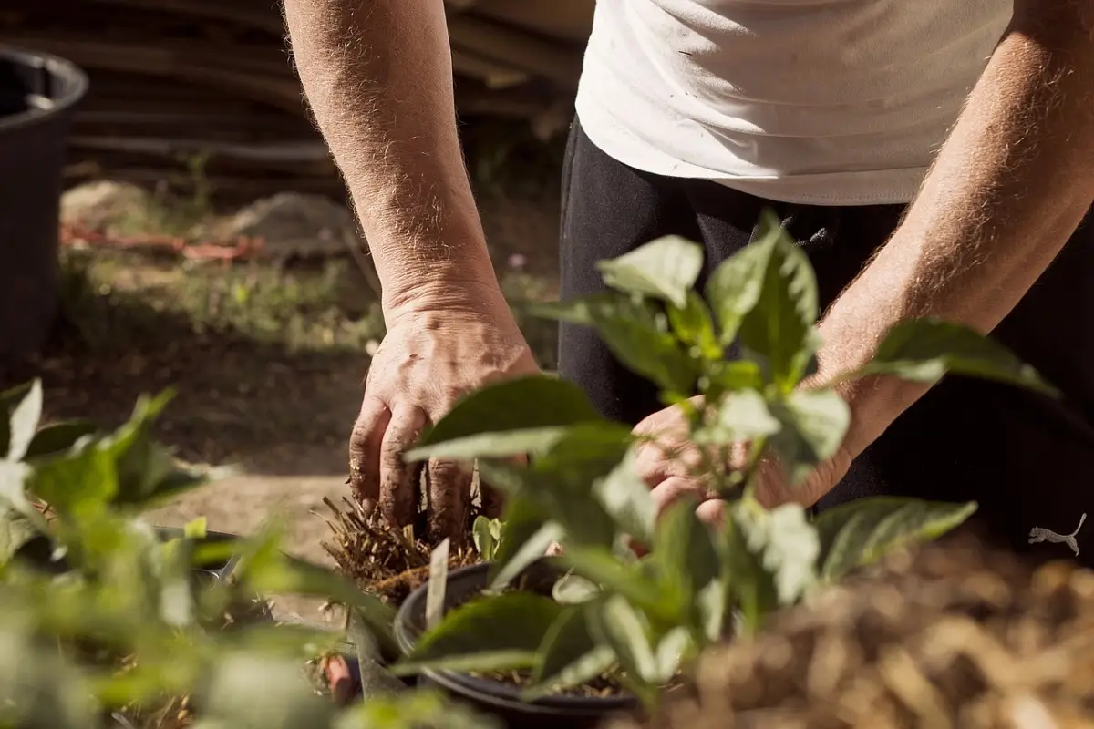 Come proteggere le radici dal caldo intenso di giugno: il metodo degli agronomi per vasi sani Come proteggere le radici dal caldo intenso di giugno: il metodo degli agronomi per vasi sani