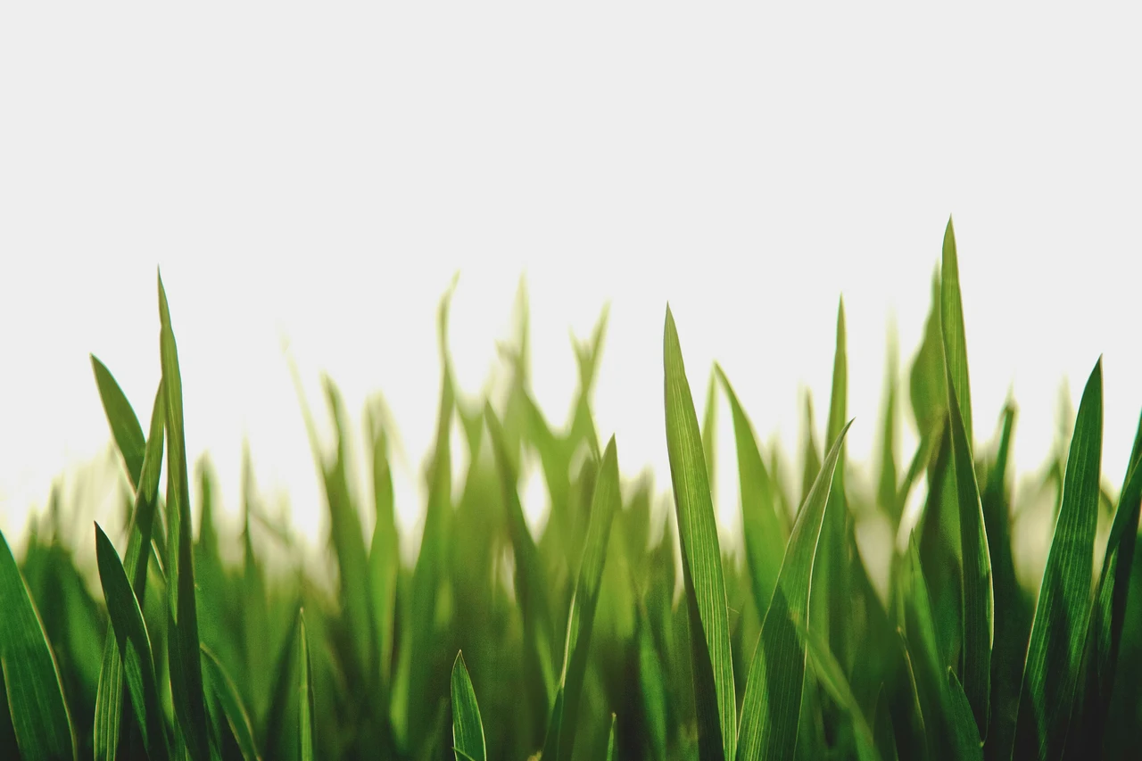 Vuoi un prato verde anche senza irrigazione? Prova la tecnica della pacciamatura raccomandata dall’Accademia Italiana di Agricoltura Vuoi un prato verde anche senza irrigazione? Prova la tecnica della pacciamatura raccomandata dall’Accademia Italiana di Agricoltura