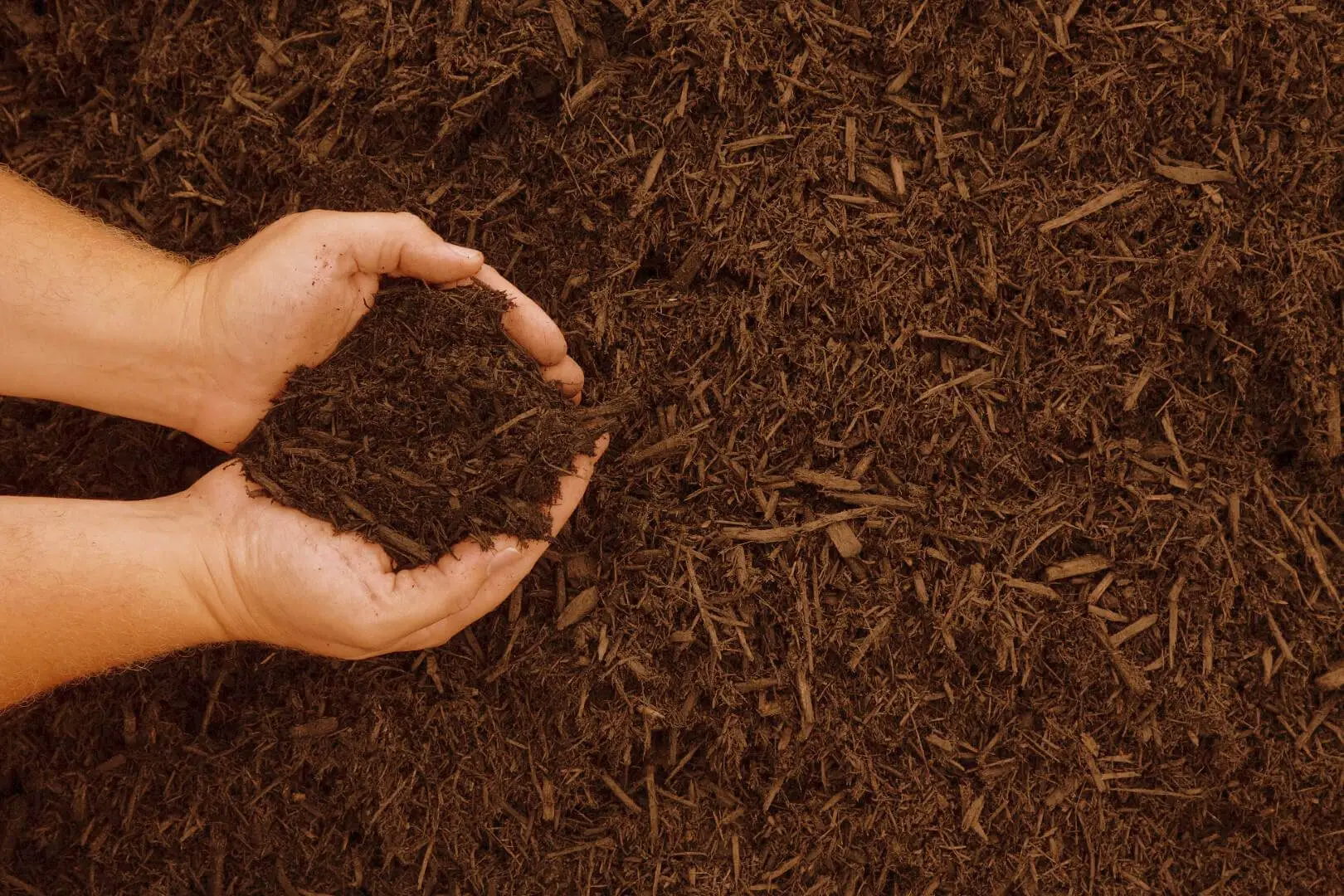 Vuoi un prato verde anche senza irrigazione? Prova la tecnica della pacciamatura raccomandata dall’Accademia Italiana di Agricoltura Vuoi un prato verde anche senza irrigazione? Prova la tecnica della pacciamatura raccomandata dall’Accademia Italiana di Agricoltura