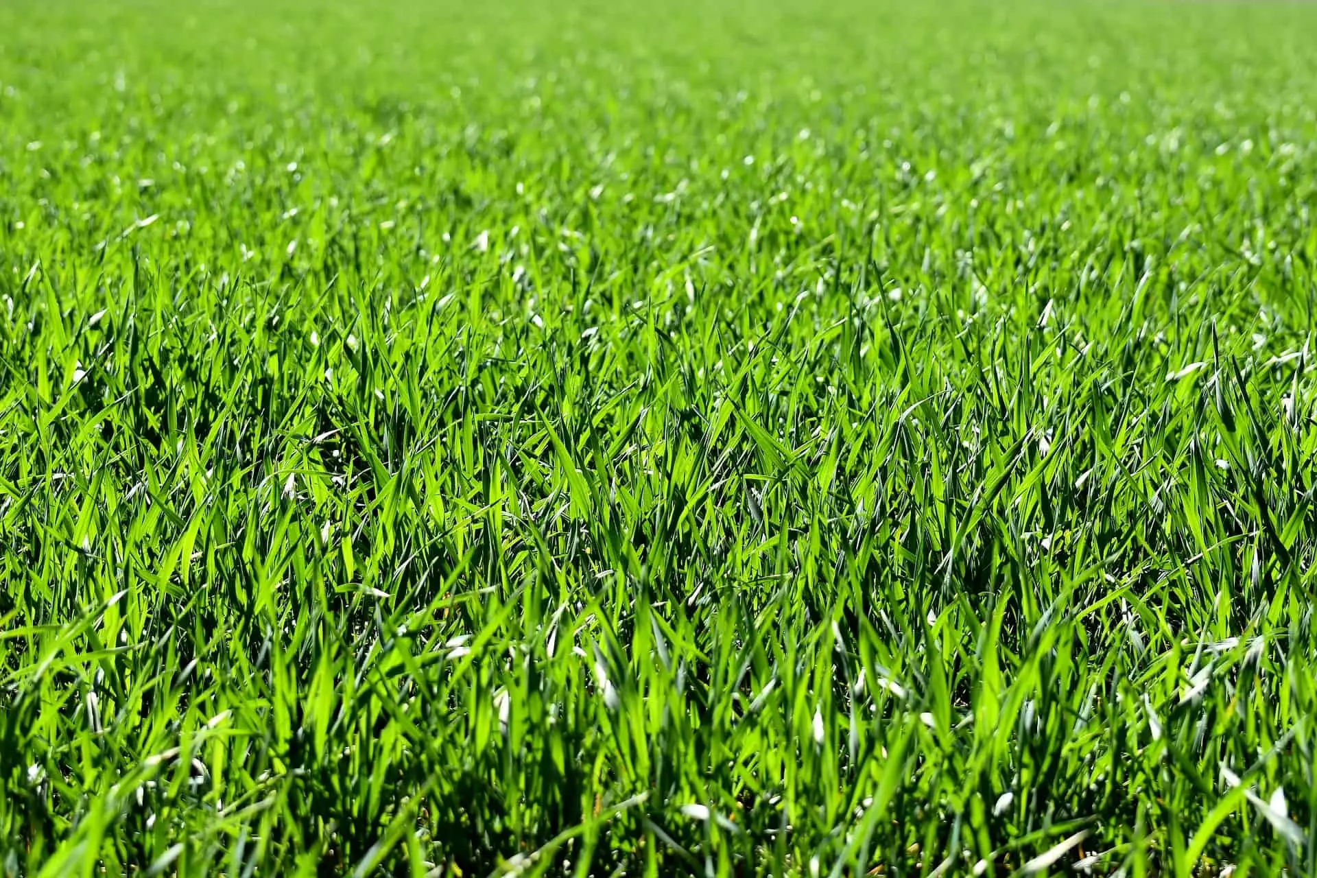 Vuoi un prato verde anche senza irrigazione? Prova la tecnica della pacciamatura raccomandata dall’Accademia Italiana di Agricoltura Vuoi un prato verde anche senza irrigazione? Prova la tecnica della pacciamatura raccomandata dall’Accademia Italiana di Agricoltura