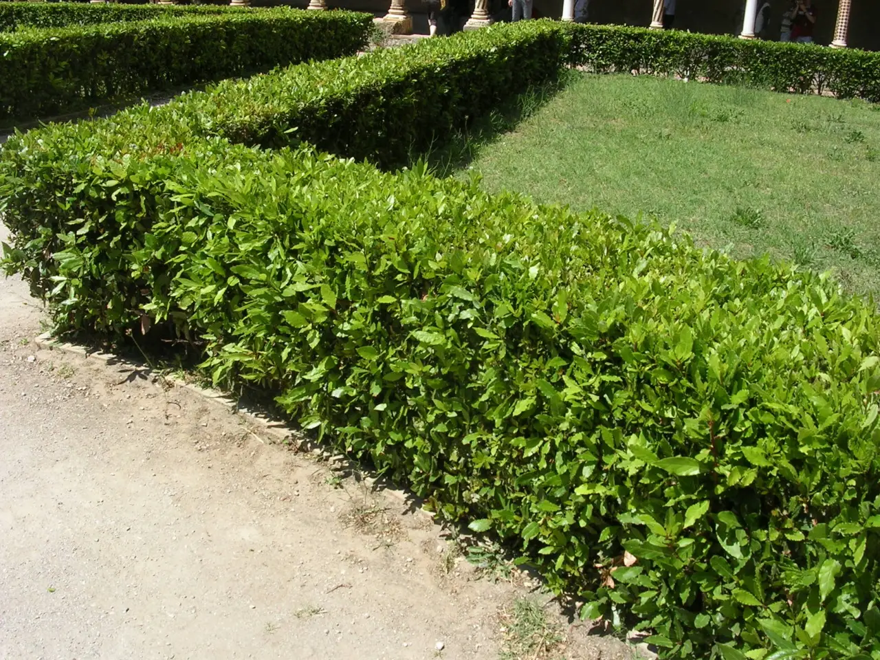 Questo arbusto poco noto trasforma il giardino in un’oasi profumata anche in inverno: scopri la scelta dei vivaisti Questo arbusto poco noto trasforma il giardino in un’oasi profumata anche in inverno: scopri la scelta dei vivaisti