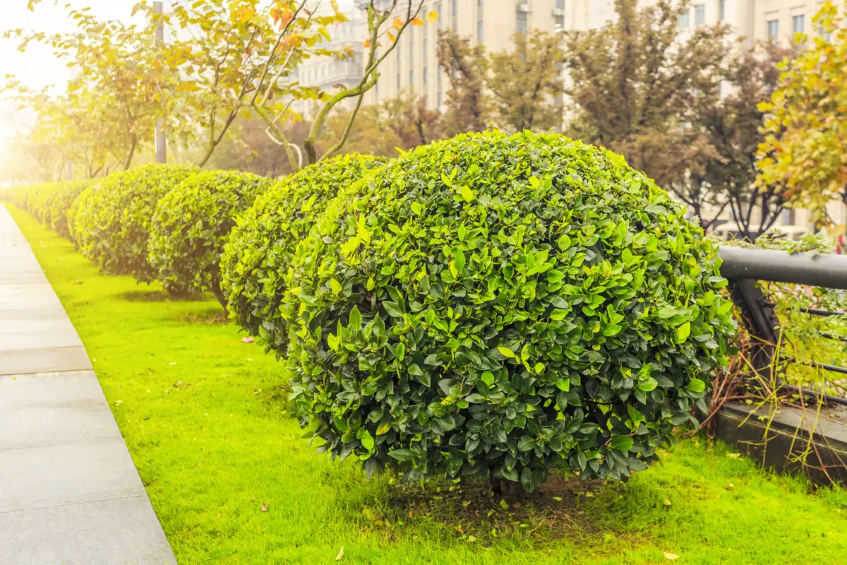 Questo arbusto poco noto trasforma il giardino in un’oasi profumata anche in inverno: scopri la scelta dei vivaisti Questo arbusto poco noto trasforma il giardino in un’oasi profumata anche in inverno: scopri la scelta dei vivaisti