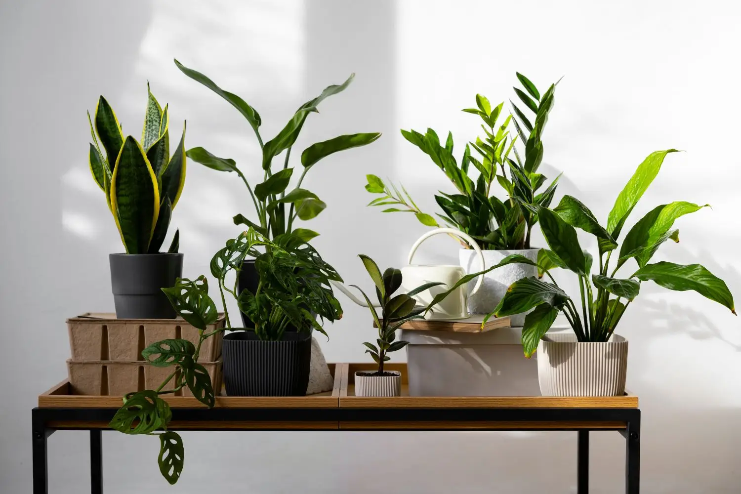 Piante da appartamento che purificano e rinfrescano l’aria: la selezione dei botanici per l’estate 2025 Piante da appartamento che purificano e rinfrescano l’aria: la selezione dei botanici per l’estate 2025