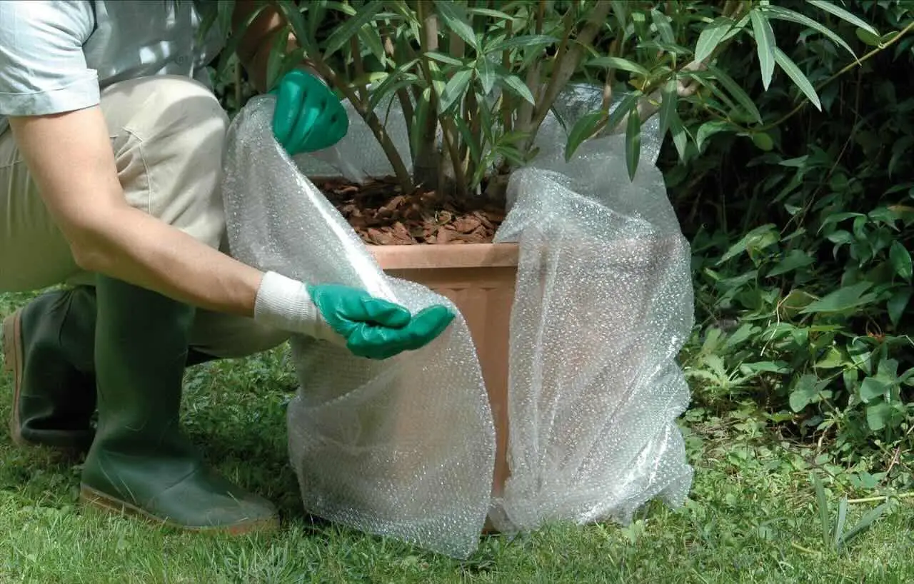 Cosa mettere sul fondo dei vasi per radici più forti: il consiglio dei vivaisti per l’estate Cosa mettere sul fondo dei vasi per radici più forti: il consiglio dei vivaisti per l’estate