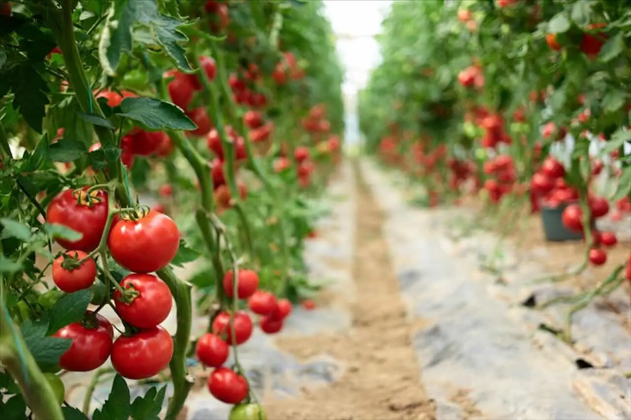 Come difendere il pomodoro dal marciume apicale a giugno: la soluzione naturale raccomandata dagli agronomi Come difendere il pomodoro dal marciume apicale a giugno: la soluzione naturale raccomandata dagli agronomi