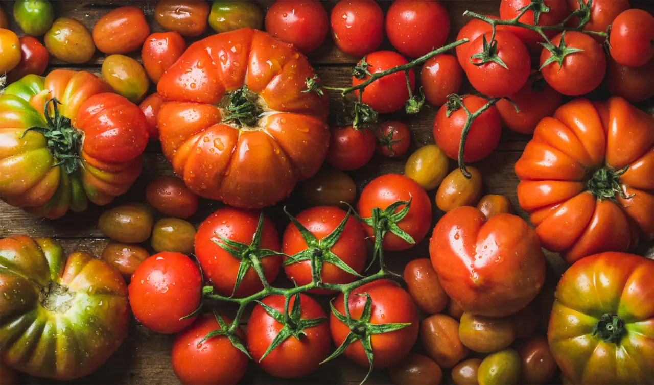 Come difendere il pomodoro dal marciume apicale a giugno: la soluzione naturale raccomandata dagli agronomi Come difendere il pomodoro dal marciume apicale a giugno: la soluzione naturale raccomandata dagli agronomi