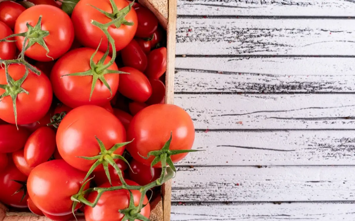 Come difendere il pomodoro dal marciume apicale a giugno: la soluzione naturale raccomandata dagli agronomi Come difendere il pomodoro dal marciume apicale a giugno: la soluzione naturale raccomandata dagli agronomi