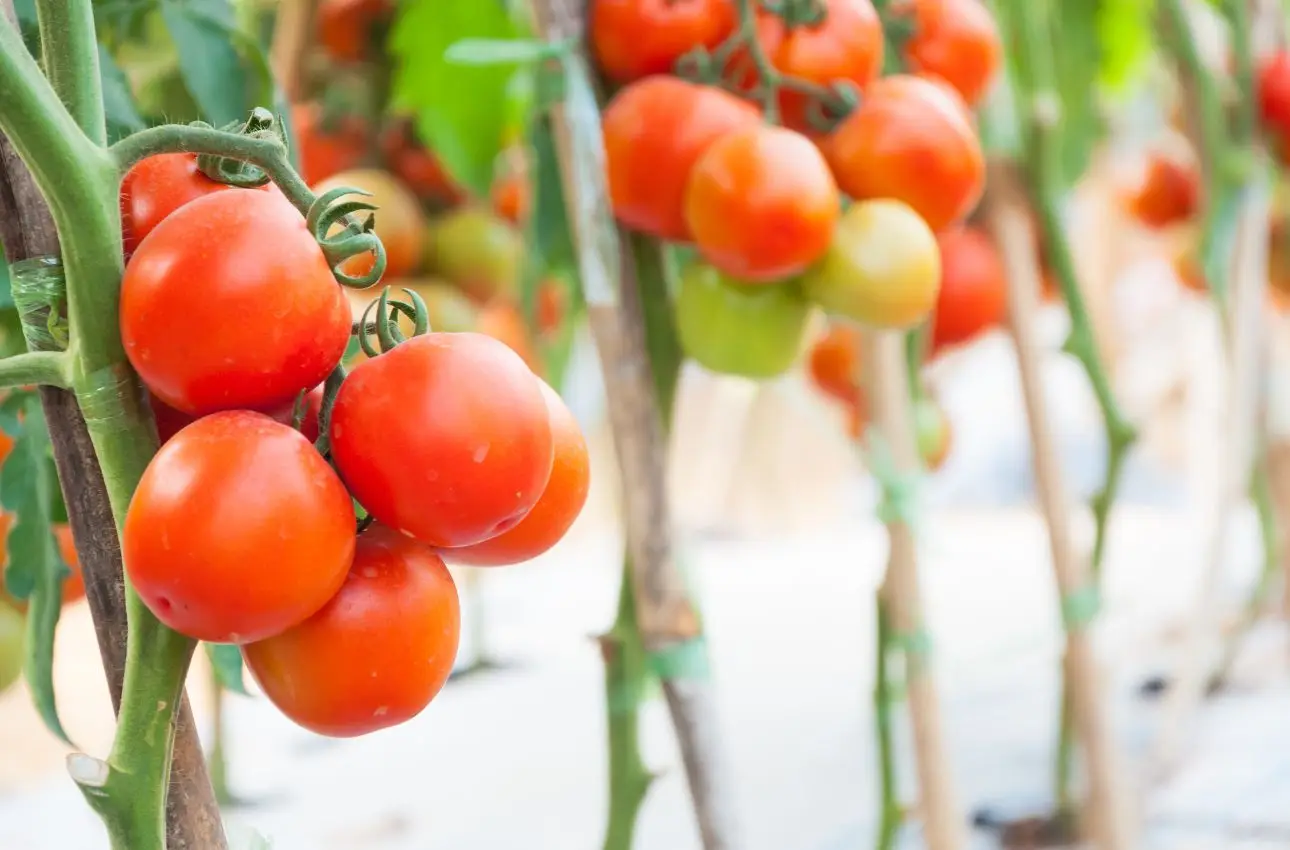 Come difendere il pomodoro dal marciume apicale a giugno: la soluzione naturale raccomandata dagli agronomi Come difendere il pomodoro dal marciume apicale a giugno: la soluzione naturale raccomandata dagli agronomi