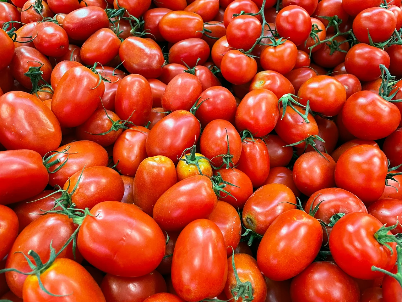 Come difendere il pomodoro dal marciume apicale a giugno: la soluzione naturale raccomandata dagli agronomi Come difendere il pomodoro dal marciume apicale a giugno: la soluzione naturale raccomandata dagli agronomi