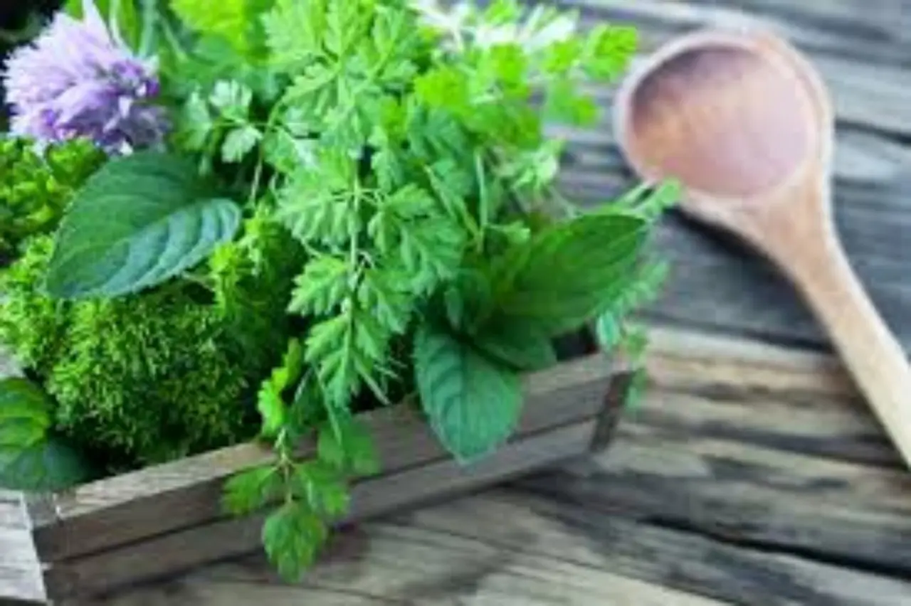 La pianta aromatica che tiene lontane le formiche dalla dispensa: il segreto naturale spiegato dagli esperti La pianta aromatica che tiene lontane le formiche dalla dispensa: il segreto naturale spiegato dagli esperti