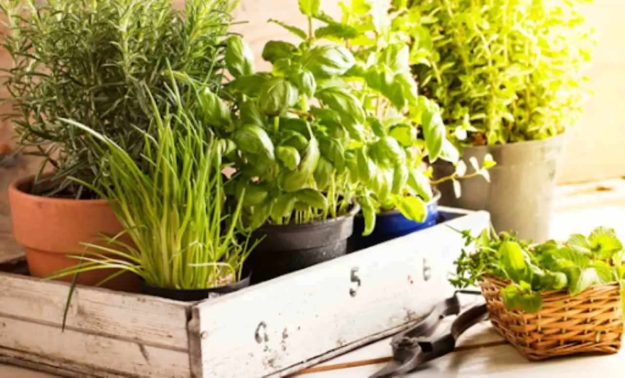 La pianta aromatica che tiene lontane le formiche dalla dispensa: il segreto naturale spiegato dagli esperti La pianta aromatica che tiene lontane le formiche dalla dispensa: il segreto naturale spiegato dagli esperti