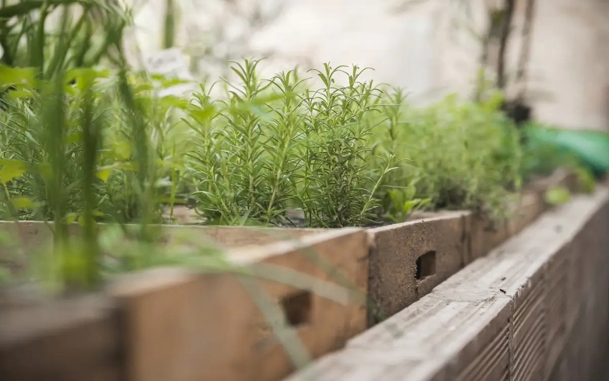 La pianta aromatica che tiene lontane le formiche dalla dispensa: il segreto naturale spiegato dagli esperti La pianta aromatica che tiene lontane le formiche dalla dispensa: il segreto naturale spiegato dagli esperti