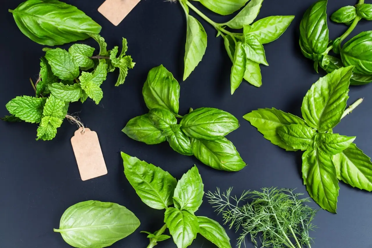 La pianta aromatica che tiene lontane le formiche dalla dispensa: il segreto naturale spiegato dagli esperti La pianta aromatica che tiene lontane le formiche dalla dispensa: il segreto naturale spiegato dagli esperti