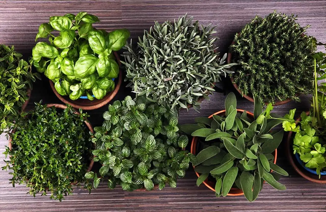 La pianta aromatica che tiene lontane le formiche dalla dispensa: il segreto naturale spiegato dagli esperti La pianta aromatica che tiene lontane le formiche dalla dispensa: il segreto naturale spiegato dagli esperti