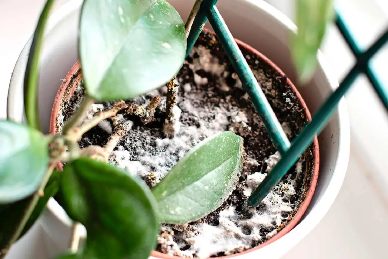 Come ridurre la muffa nei vasi in estate: la soluzione dei botanici per balconi sani Come ridurre la muffa nei vasi in estate: la soluzione dei botanici per balconi sani