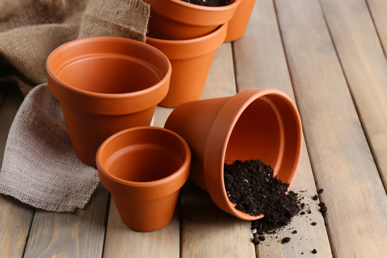 Come ridurre la muffa nei vasi in estate: la soluzione dei botanici per balconi sani Come ridurre la muffa nei vasi in estate: la soluzione dei botanici per balconi sani