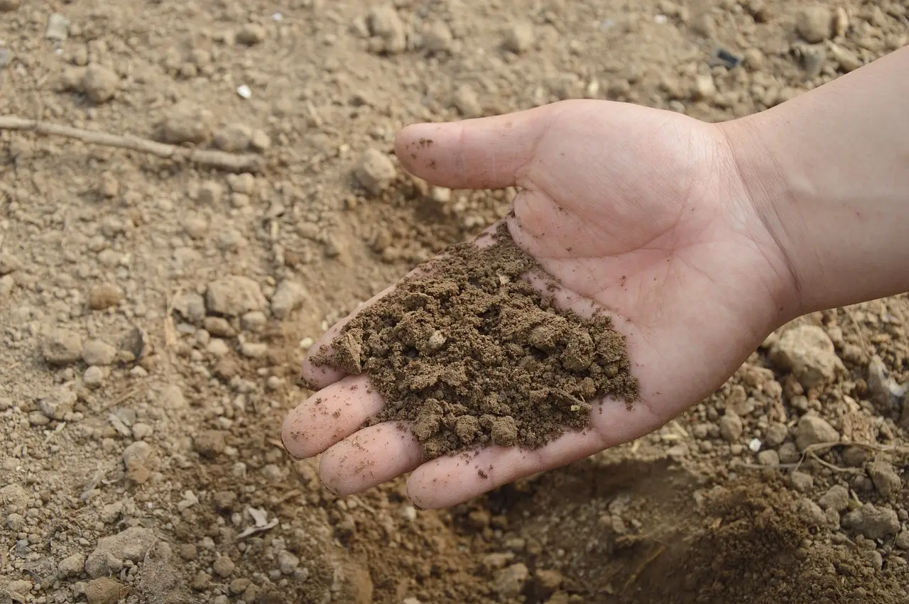 Come ridurre la muffa nei vasi in estate: la soluzione dei botanici per balconi sani Come ridurre la muffa nei vasi in estate: la soluzione dei botanici per balconi sani