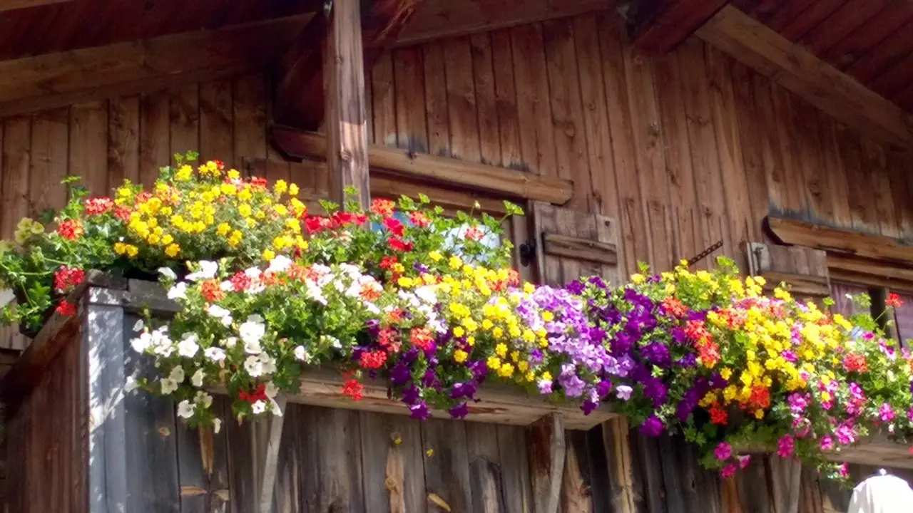 Come ridurre la muffa nei vasi in estate: la soluzione dei botanici per balconi sani Come ridurre la muffa nei vasi in estate: la soluzione dei botanici per balconi sani