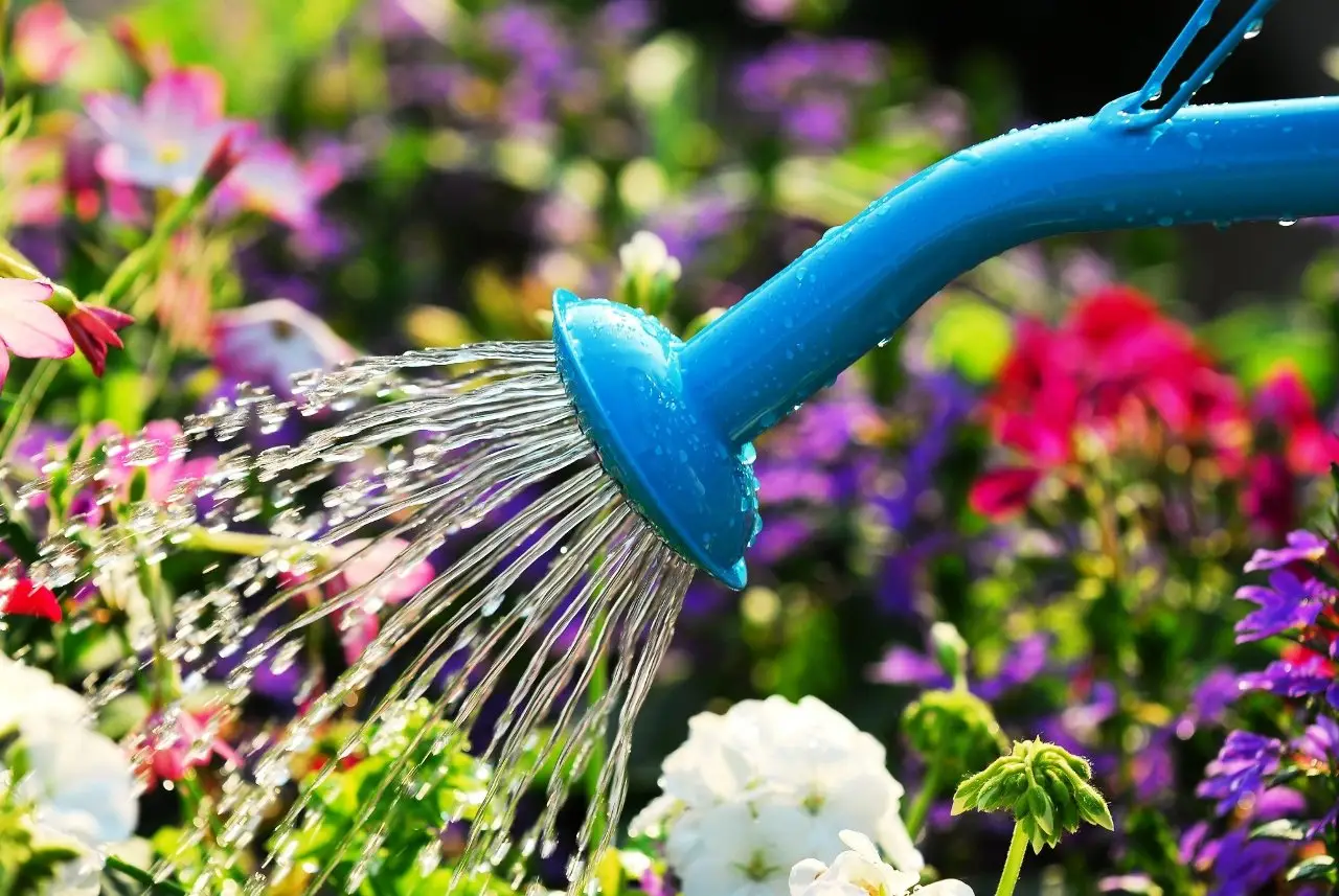 5 trucchi per proteggere le radici delle piante dal caldo di giugno: il consiglio dell’Accademia Italiana di Agricoltura 5 trucchi per proteggere le radici delle piante dal caldo di giugno: il consiglio dell’Accademia Italiana di Agricoltura