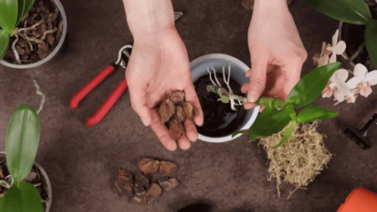 5 trucchi per proteggere le radici delle piante dal caldo di giugno: il consiglio dell’Accademia Italiana di Agricoltura 5 trucchi per proteggere le radici delle piante dal caldo di giugno: il consiglio dell’Accademia Italiana di Agricoltura