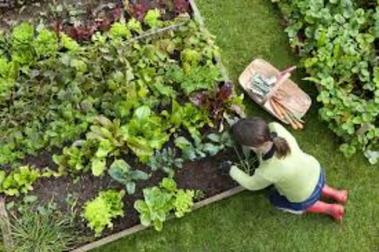 Orto sano e senza parassiti in modo naturale: ecco il trucco del bicarbonato Orto sano e senza parassiti in modo naturale: ecco il trucco del bicarbonato
